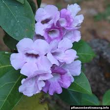 Image result for Mansoa