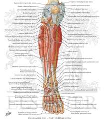 Leg muscle and tendon diagram google search ankle. Atlas Of Human Anatomy 1st Edition