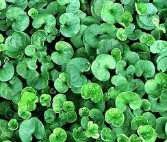 Image result for Momordica repens
