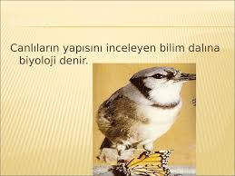 Guzel Sanatlar Icinde Edebiyatin Yeri Akademik Sunum
