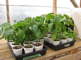 Peppers grow best in a soil with a ph between 6.2 and 7.0, although they can tolerate slightly alkaline conditions near 7.5. How Big Of A Container Does A Pepper Plant Really Need