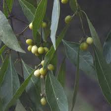 Image result for Pleurostylia africana