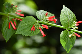 Image result for Russelia sarmentosa