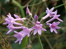 Image result for Fadogiella