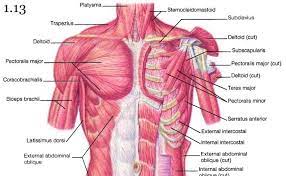 Pectoral muscles are most predominantly associated with. Human Body Diagram Chest Human Anatomy