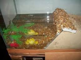 These Are Hermit Crab Pools This Isn T A Diy But This Article Can Give You Some Ideas It Is Beautiful I Am Going To Be Makin Hermit Crab Habitat Hermit Crab