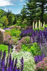 Stunning Colorado Rustic Landscape Idea Colorful Lupines Grow Naturally In The High Altitude Of Grand Cou Gorgeous Gardens Beautiful Gardens Landscape Design