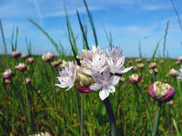 Image result for Aneilema pedunculosum