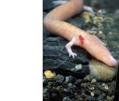 2 The cave salamander Proteus anguinus (photo Patrick Cabrol, CNRS Moulis) 