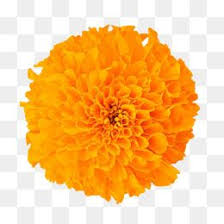 Marigold Flower Flower Clipart In Kind Marigold Png Transparent Clipart Image And Psd File For Free Download Flower Clipart Flower Png Images Free Watercolor Flowers