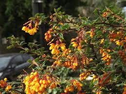 Image result for Berberis darwinii