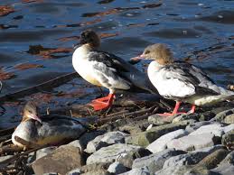 Pin On Birds