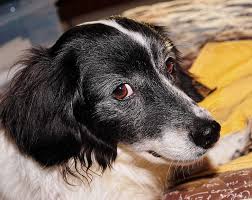 He'll be looking for low levels of blood sugar, combined with anemia, increased white blood cells counts, and increased levels of bilirubin in the blood. Pancreatic Cancer In Dogs Symptoms Causes Diagnosis Treatment Petsynse