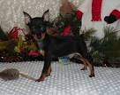 Miniature Pinschers for Sale in Woodbridge, VA | Dogs on ...