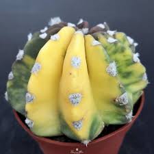 Stats and demographics for the 78202 zip code. Sanantonio Succulents Cactus
