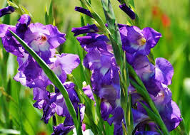 Learn about transplanting in your garden. Gladiolus How To Plant Grow And Care For Gladiolus Flowers The Old Farmer S Almanac
