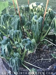 Thoroughly water newly planted seeds or seedlings to remove any air gaps in the soil. Best Way To Water Raised Bed Gardens Growing In The Garden