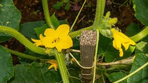 Image result for male flowers cucumber