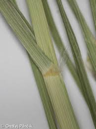 Image result for Eragrostis tef