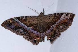 Que Significa Ver Una Mariposa Negra No Es Senal De Que Alguien Va A Morir Vix