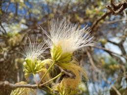 Image result for Albizia anthelmintica