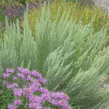 Image result for Geigeria filifolia