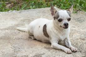 Find a long haired chihuahua on gumtree, the #1 site for dogs & puppies for sale classifieds ads in the uk. Kleine Weisse Kurze Haare Chihuahua Hund Sonnenbad Lizenzfreie Fotos Bilder Und Stock Fotografie Image 57897436