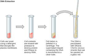 This fourth and final argument postulates that a particular form of genetic modification, cloning, violates the. 10 1 Cloning And Genetic Engineering Biology Libretexts