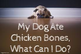 My Dog Ate Chicken Bones What Can I Do Dog Ate Chicken Bones Chicken Bones Dog Eating