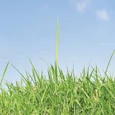 Image result for Panicum maximum