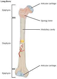 The term vascularized just means that it has. 29 2 Bone Texas Gateway