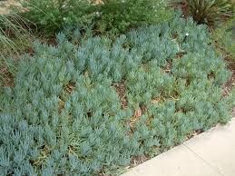 Image result for Senecio sp.no.2