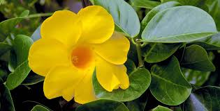 Image result for dipladenie žlutá obrázek