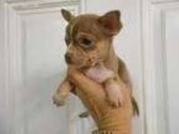 Check spelling or type a new query. Puppyfinder Com Chihuahua Puppies Puppies For Sale Near Me In Central Point Oregon Usa Page 1 Displays 10