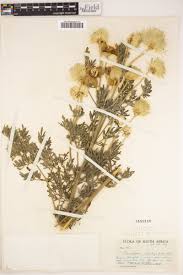 Image result for Clematis villosa