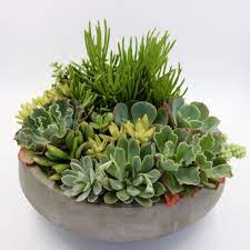 Homage to the curious | lila b design. Brooklyn Succulent Arrangement By The Desert Blossom