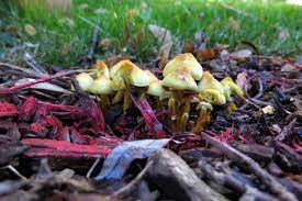 An Eye Opening Trip On Mushrooms Could Help You Quit Smoking