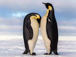 The penguin is black and white. Chilling With 7 Types Of Penguins In Antarctica Sand In My Suitcase