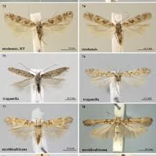 Image result for Lopholaena sp.no.1