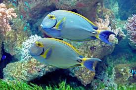 Das haus des meeres zeigt eine vielfältige unterwasserwelt im herzen wiens. Haus Des Meeres In Wien Osterreich Franks Travelbox