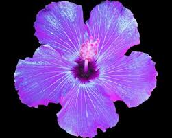 ✓ free for commercial use ✓ high quality images. Flowers Black And White Color Fine Art Photography Purple Hibiscus Flowers Photography Hibiscus
