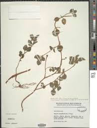 Image result for Heterotis decumbens