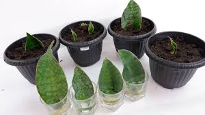 Check spelling or type a new query. Whale Fin Snake Plant Sansevieria Masoniana Care Leaf Propagation In Soil And Water Youtube