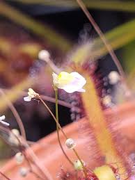 Image result for Utricularia subulata
