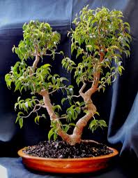 Lennard S Bonsai Beg In 2020 Ficus Benjamina Bonsai Ficus Bonsai