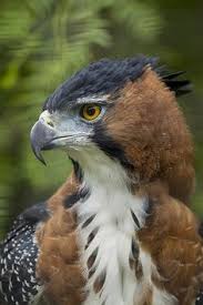 Black And White Hawk Eagle Texas Ornate Hawk Eagle Birds Birds Of Prey Beautiful Birds