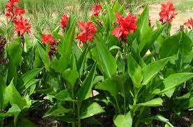 Red, orange, yellow, pink, cream, white; Canna Lily President Cannaceae Generalis Zone 8 11 Will Die Back To Ground In Zone 9a But Will R Plants Beautiful Flowers Garden Garden Design Pictures