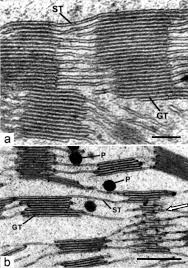 One of the quickest ways to differentiate between a plant and animal cell is to look at the unstained. A Brief History Of How Microscopic Studies Led To The Elucidation Of The 3d Architecture And Macromolecular Organization Of Higher Plant Thylakoids Springerlink