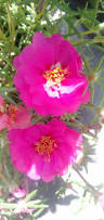 Image result for Portulaca centrali-africana