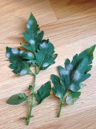 Image result for tomato seedling botrytis